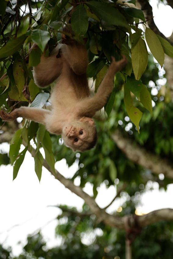 Misahualli Amazon Lodge Zewnętrze zdjęcie