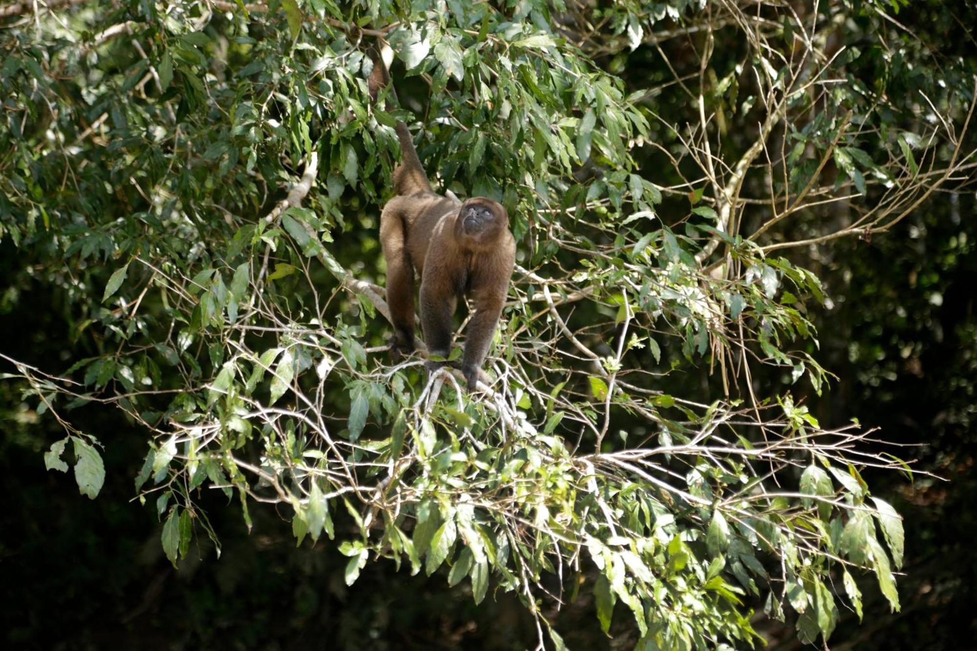 Misahualli Amazon Lodge Zewnętrze zdjęcie